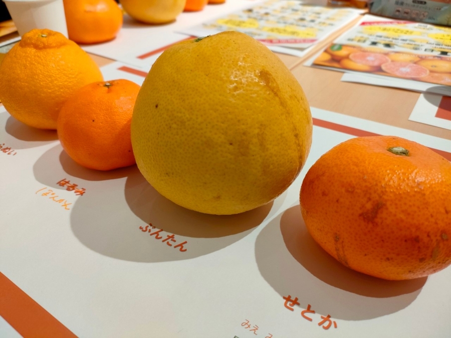 第1回活動「みかんのことをもっと知りたくなる会」-みえ　みかん部 | 部活動